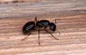 Recrudescence de la présence de fourmis cet été