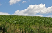 L’UPA demande le gel des taxes foncières sur les terres agricoles québécoises
