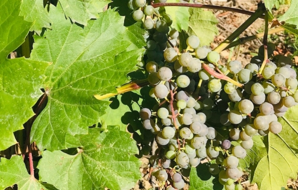 Reportage de Catherine François sur le boom de la viticulture québécoise
