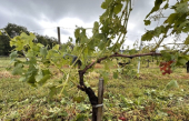 Des viticulteurs français en état de choc après les orages de grêle