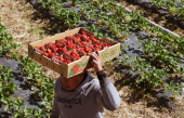 Les fraises du Québec doivent faire face à la concurrence californienne
