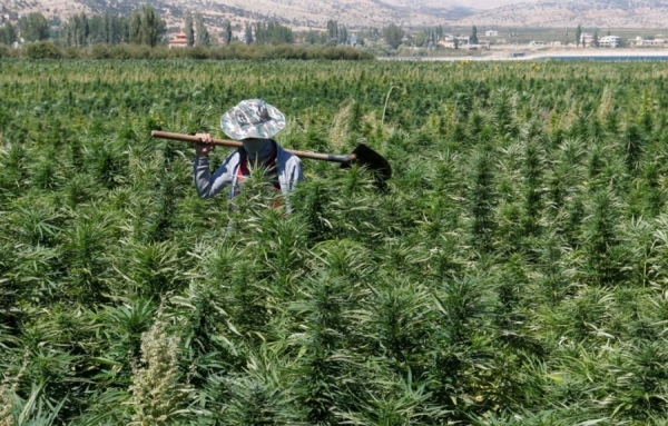 Le Liban sur le point de légaliser la culture médicale et industrielle du cannabis